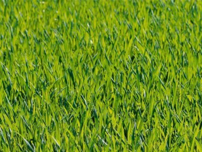 Garden landscaping in Bagshot