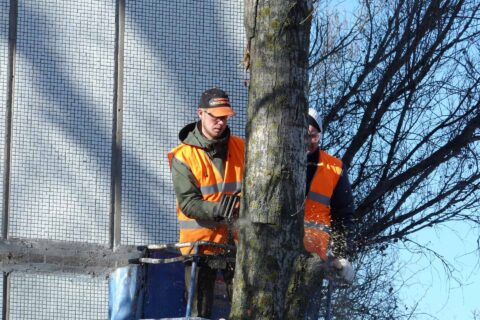 Tree Crown Reductions Woking