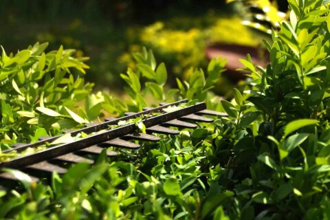 Hedge Cutting & Maintenance Services Woking