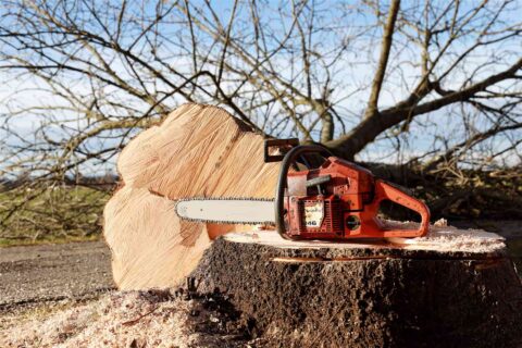 Tree Felling Woking