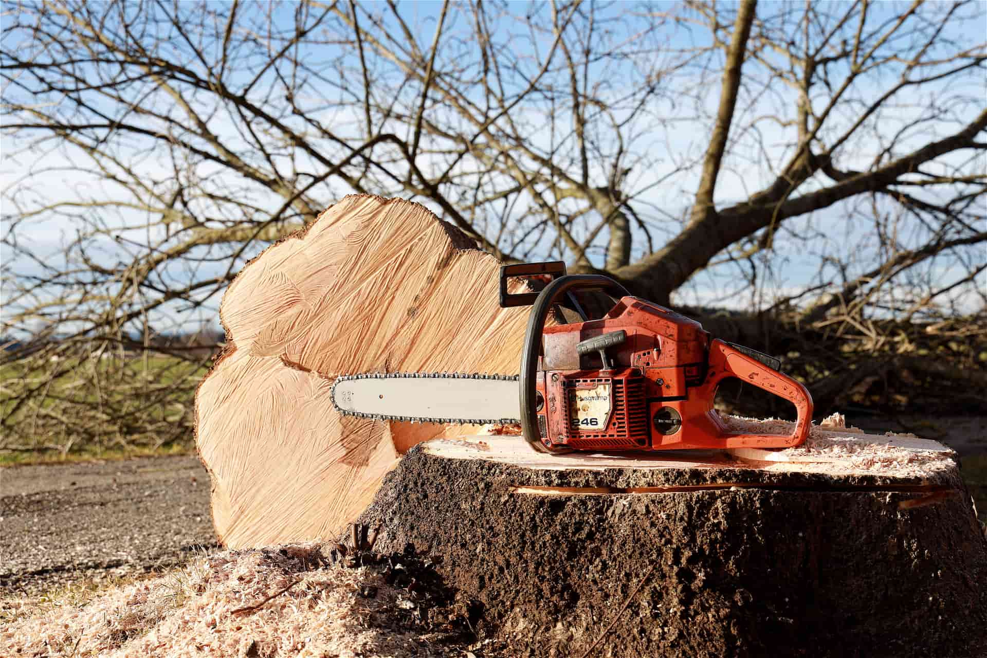 Tree felling experts Woking